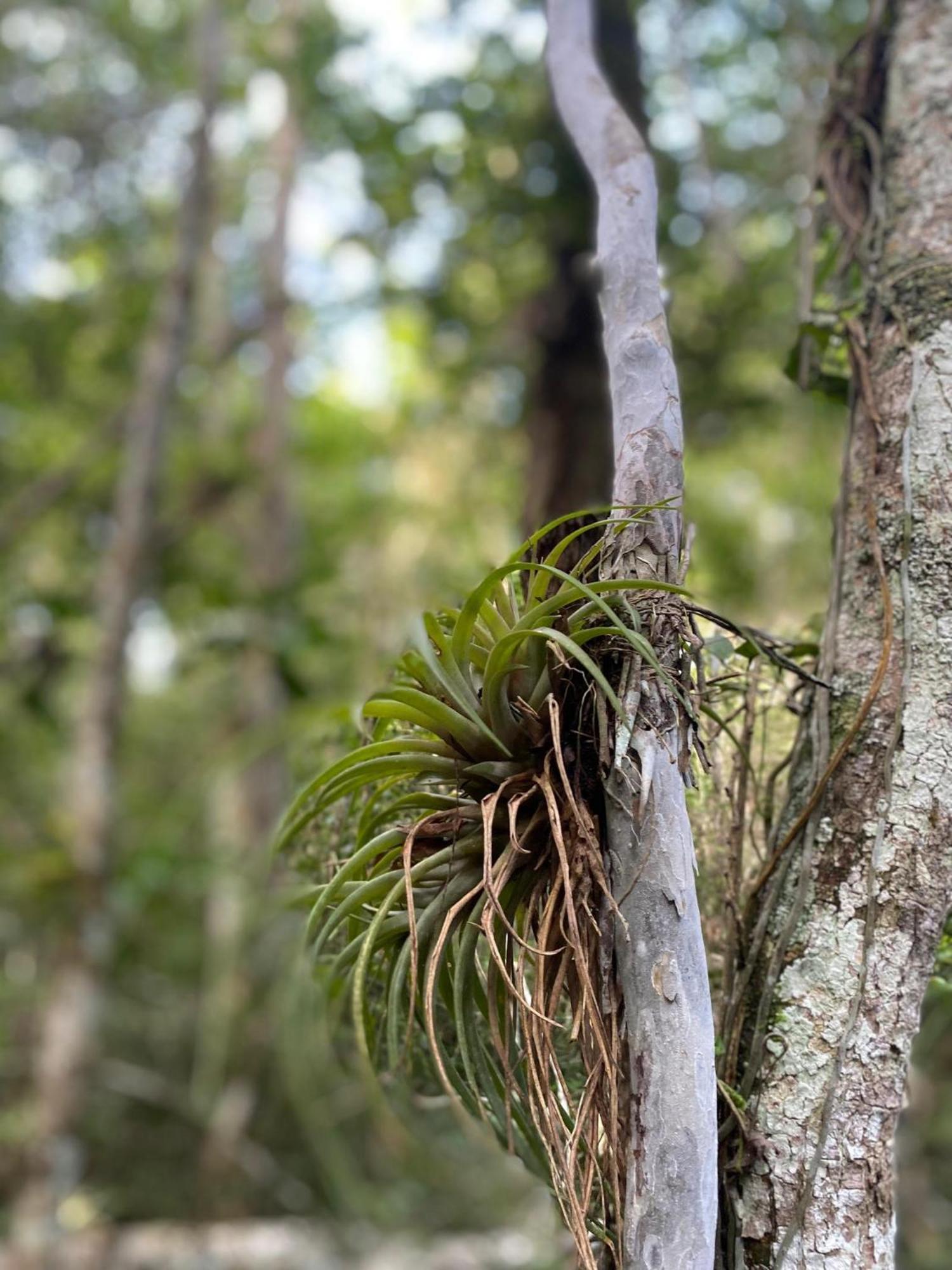 Eco Aldea Kinich Ahau Βίλα Xpujil Εξωτερικό φωτογραφία